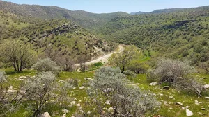 دالاهو کرمانشاه بیونیژ
