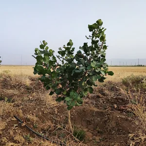 باغ بادام باوندپور