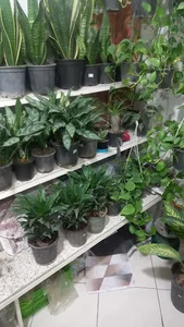 گل فروشی عباس