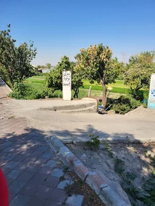 مزرعه سبزیجات حاج حمید جمشیدی