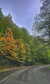 جاده جنگلی عباس آباد کلاردشت 🌳 مسیری رویایی و مقصد گردشگری
