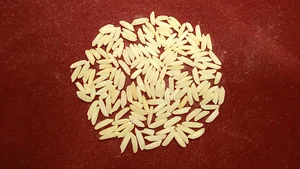 برنج درنای گیلان