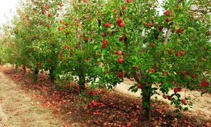 باغ حاج امیر غفوری سنگستان همدان