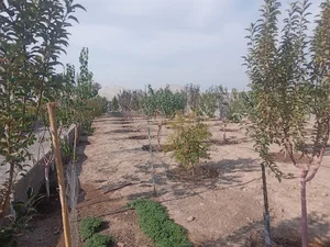 باغ گل و درخت شامانی