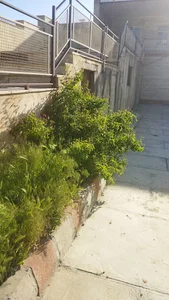 دامپزشکی بانه