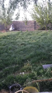 دامداری صنعتی برادران مدیری