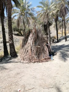 زرچین