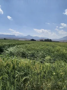 شمیل بالا