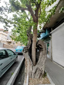 درخت تو درخت