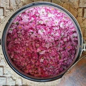 گلاب ویشته - افشره سازان