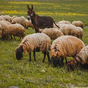 گوسفند زنده افشار