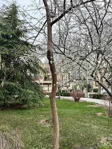 فضای سبز