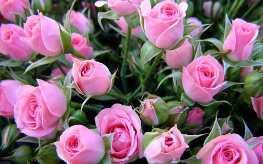 پارک کوی نور