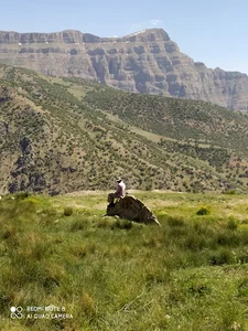 کافه