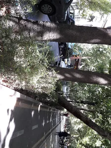 ساینا سیر سپاهان