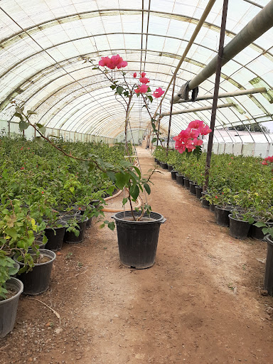 گل و گیاه عابدی