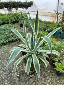 گلخانه سبز سید
