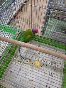پرنده سرای ققنوس