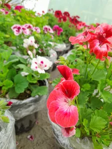 باغ گل خوشیاب