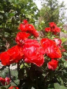 نهالستان ملک زاده 5