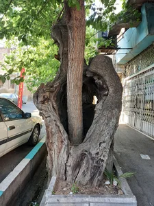 درخت تو درخت