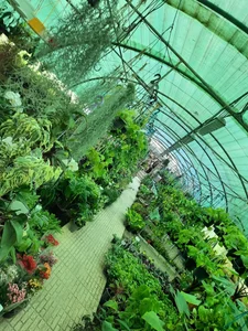 گلخانه هشت باغ 5