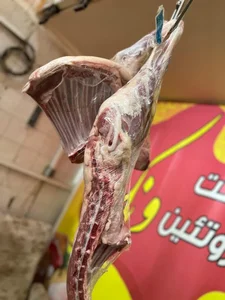 پروتئین ونک 2