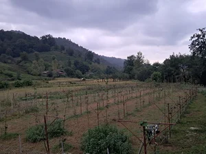 باغ کیوی امیرعلی