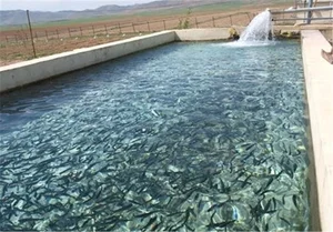 مزرعه پرورش ماهی قلعه نویی حمیدرضا