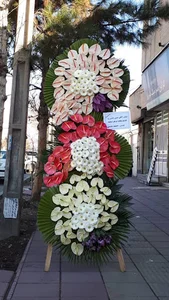 گل سناتور