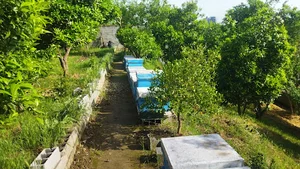 زنبورستان حمید