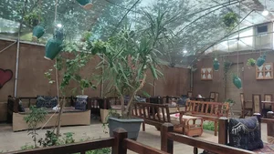 کافه برکه