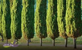 سرک هفتم تیل فروشی
