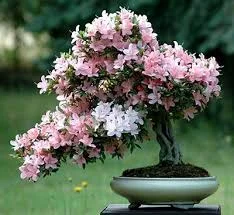 گل و گیاه آزالیا