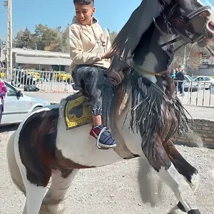 شوة بیت ملا داوود(معیدلة العلیا)
