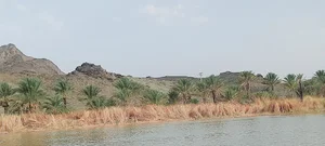 کورناهوت