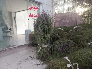 گلابگیری سنتی عطر افشان