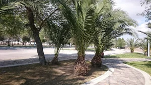 پارک پیش ساخت