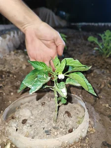 باغچه عارف