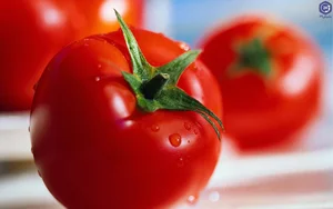 خواص گوجه فرنگی: همه چیز درباره فوائد گوجه فرنگی | پذیرش۲۴