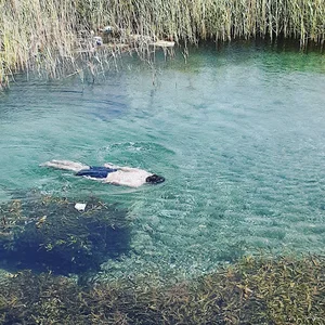 سراب شنا