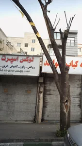 لوکس اسپرت وحید 2