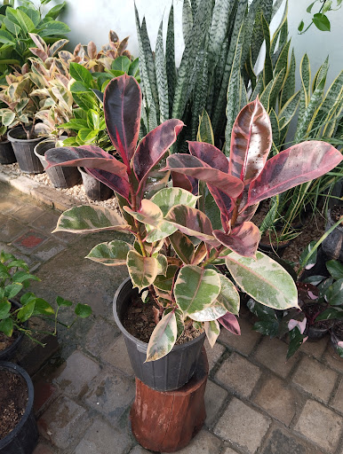 گلخانه بهشت اصفهان
