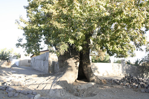 ShahAli GARDEN Of Kerman United