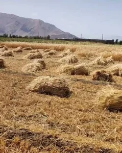 خرمن اسلام آباد غرب