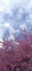 Judas Tree - درخت ارغوان