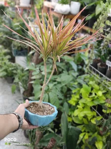 گلفروشی گل بوته 4