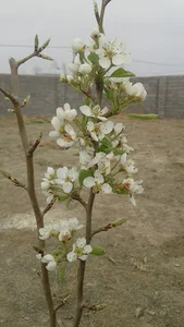 لوازم خانگی شکوری