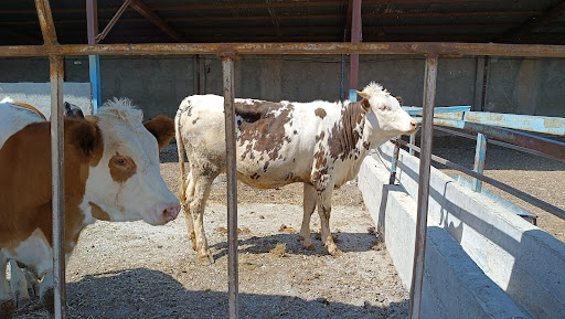 شرکت زرین پروار، زورآوند