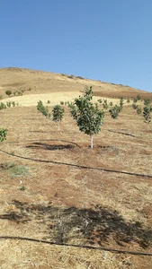 کانی شهناز